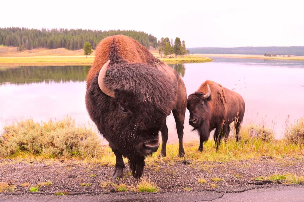 Yellowstone National Park