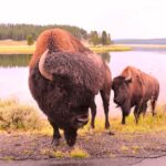 Yellowstone National Park. 12 attrazioni mozzafiato e imperdibili in un altro pianeta tra Wyoming, Montana e Idaho