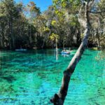 Scopri le oltre 700 Florida Springs: paradisi nascosti tra acque cristalline e natura incontaminata