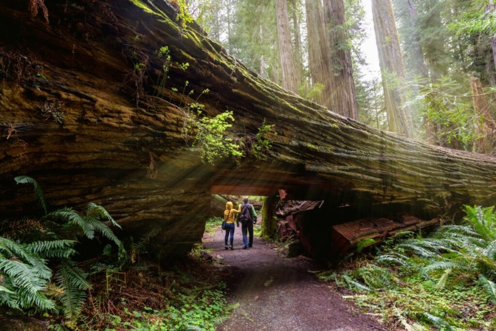 Itinerario da San Francisco a Seattle - Avenue of the Giants