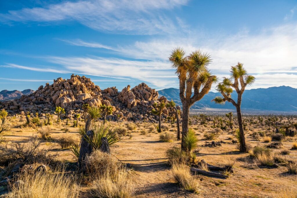 Itinerario da Los Angeles a Las Vegas - Joshua Tree National Park