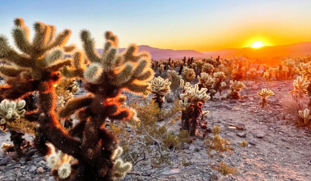 Itinerario da San Francisco a San Diego - Joshua Tree National Park