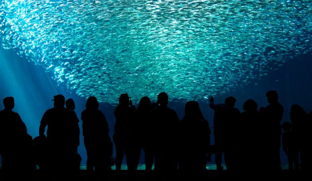 California - Monterey Bay Aquarium