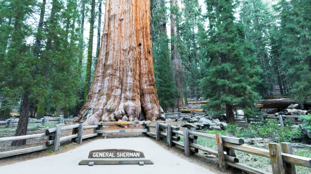 California - Sequoia National Park