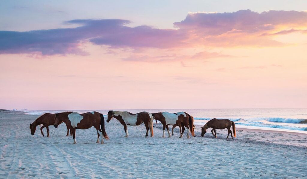 Mid-Atlantic - Assateague Island