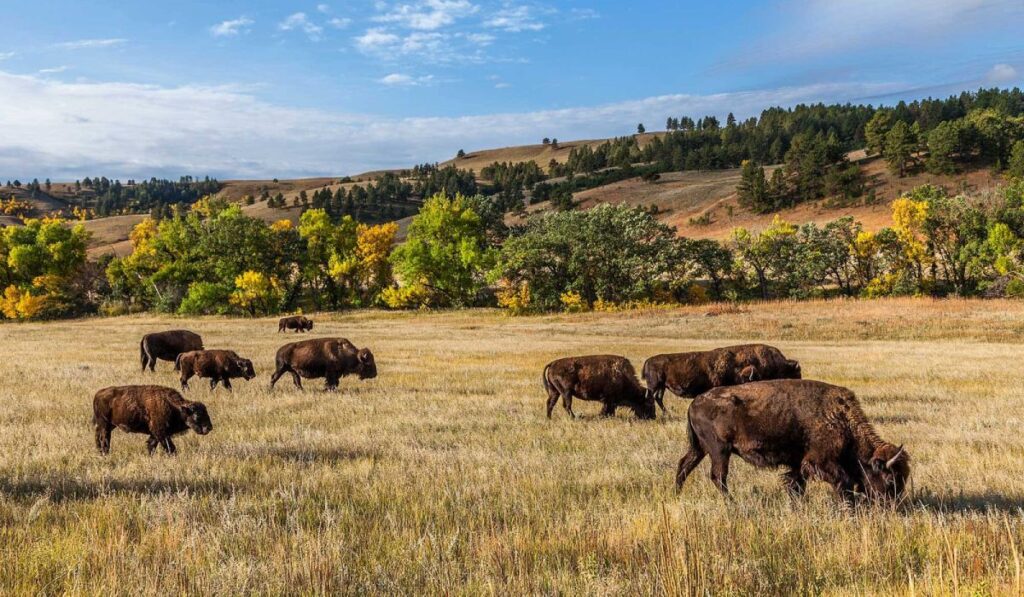 Midwest - Custer State Park