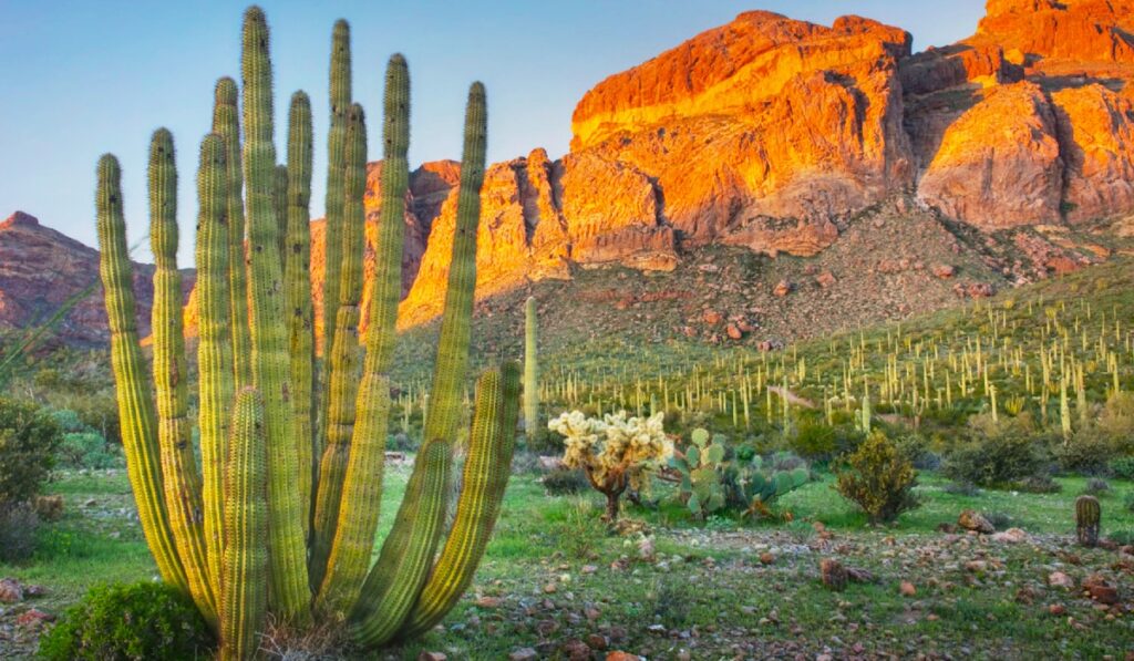 Arizona - Organ Pipe Cactus National Monument