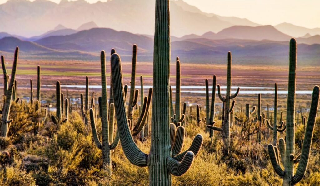 Arizona - Saguaro National Park